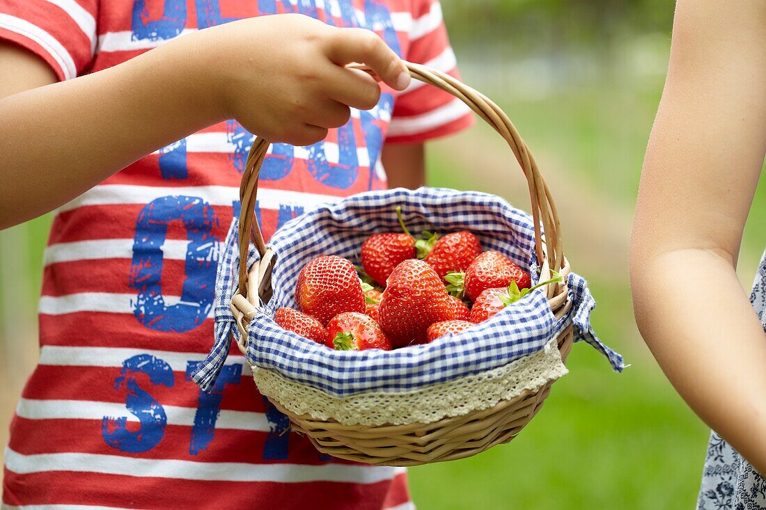 Picking strawberries