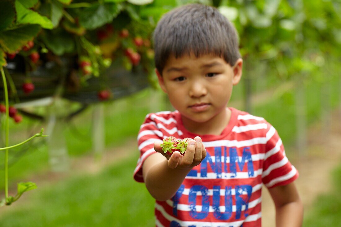 Picking strawberries