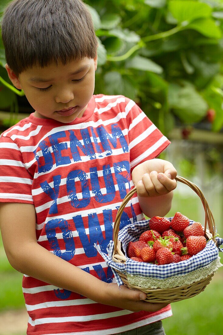 Picking strawberries