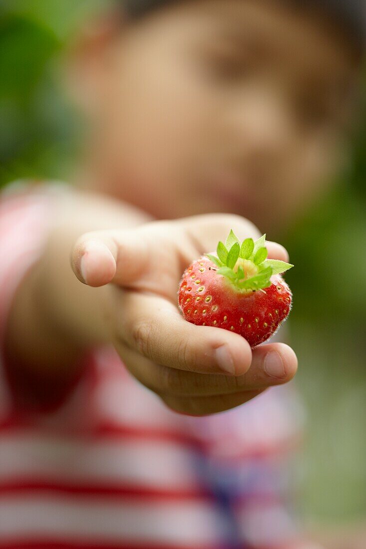 Picking strawberries