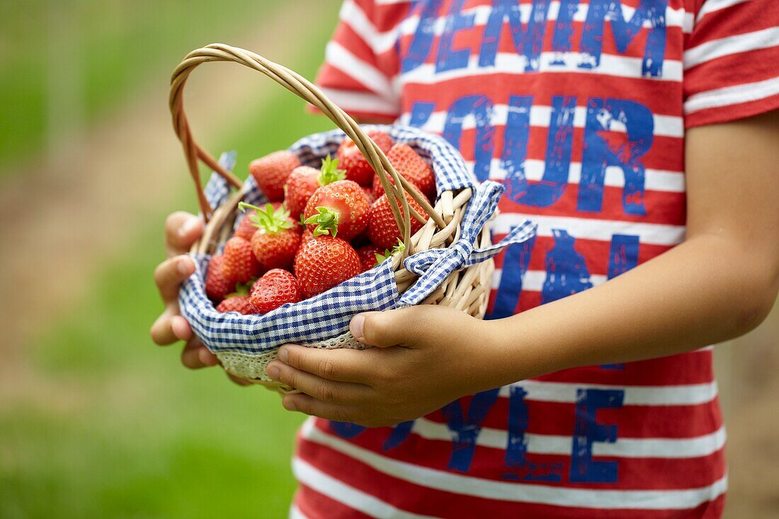 Picking strawberries