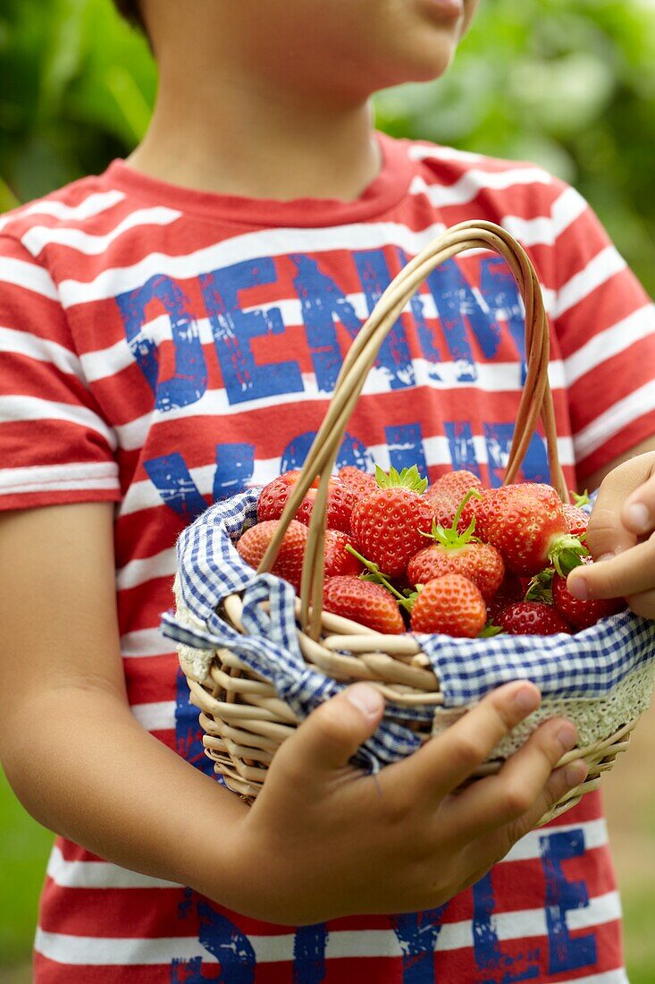 Picking strawberries