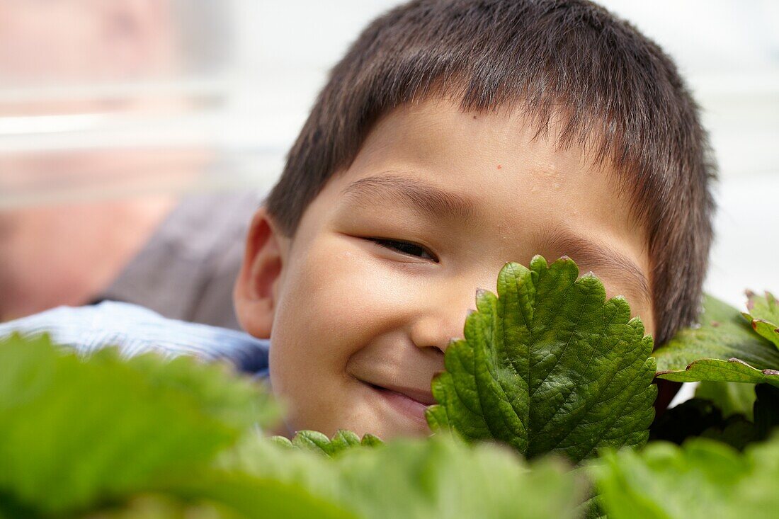 Picking strawberries