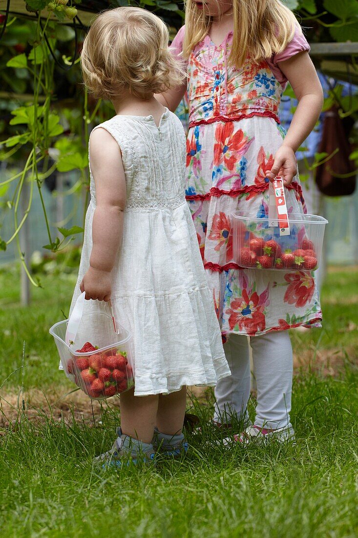 Picking strawberries