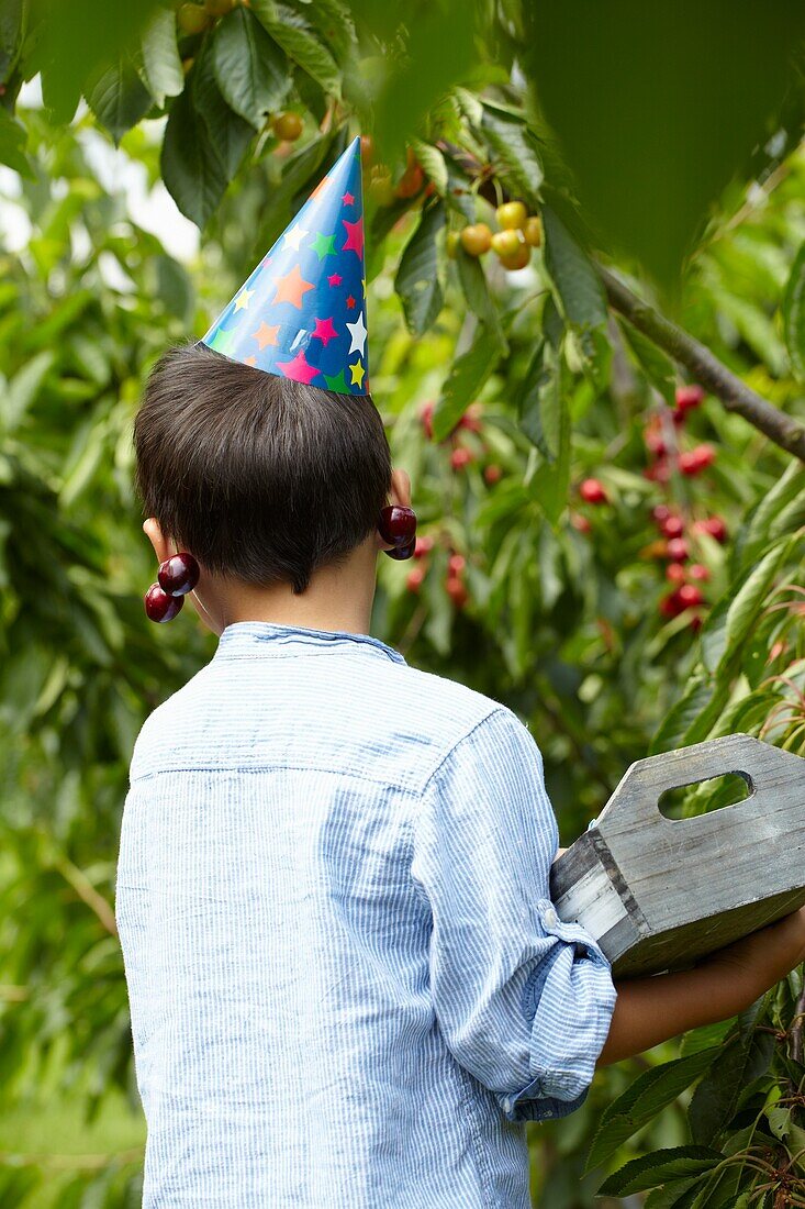 Picking cherries