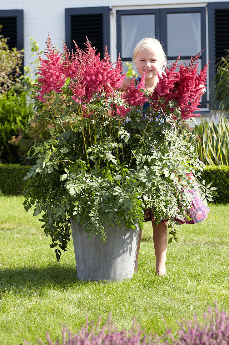 Astilbe Mighty Red Quin