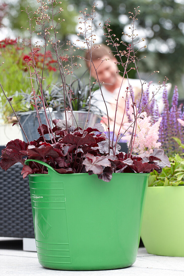 Heuchera on pot