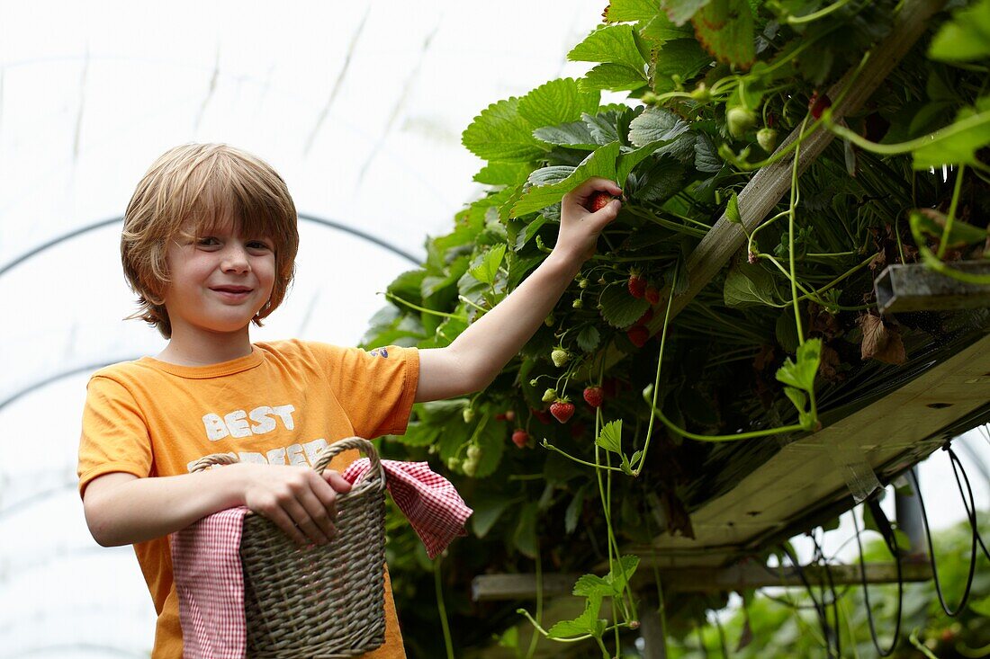 Picking strawberries