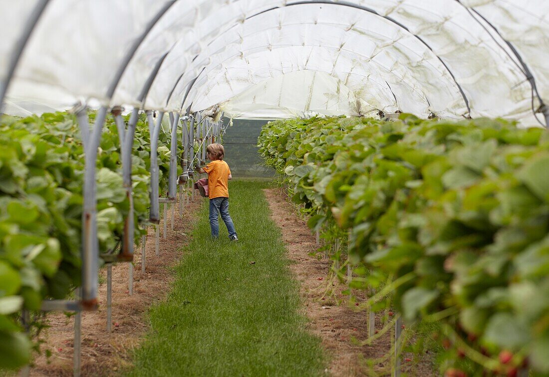 Picking strawberries