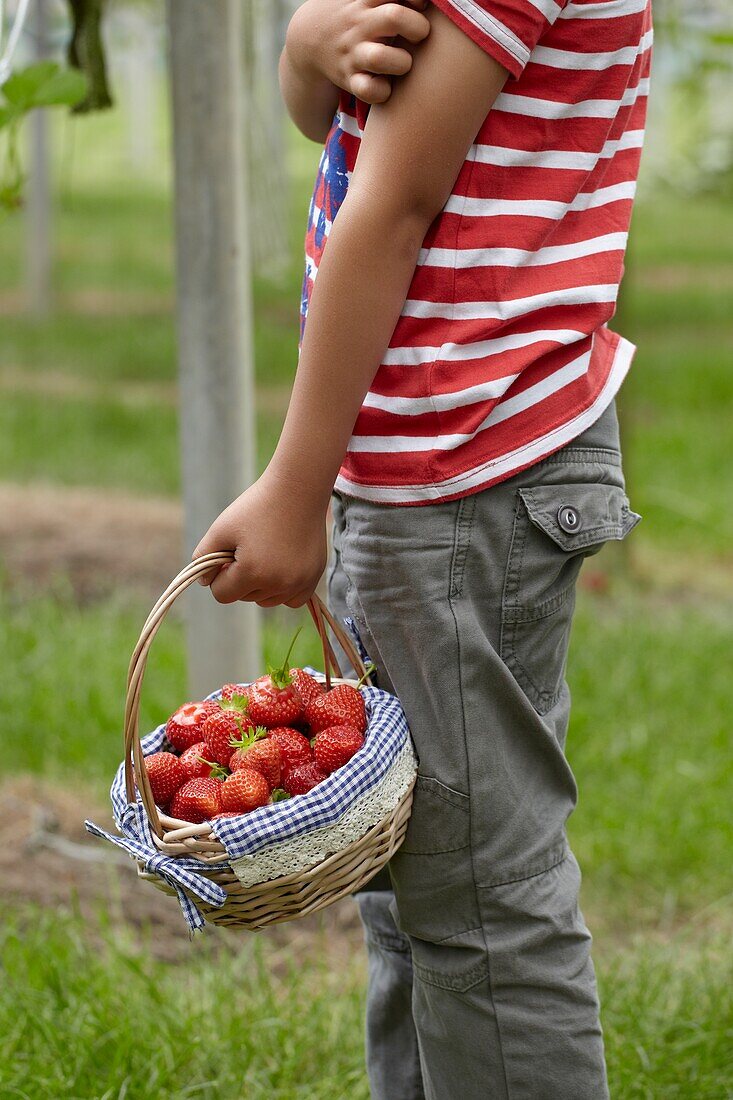 Picking strawberries