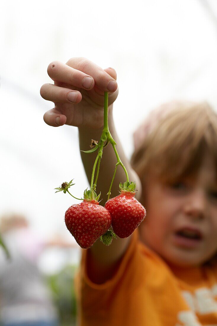 Picking strawberries