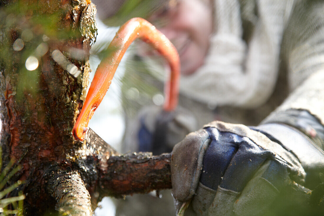 Cutting christmas tree