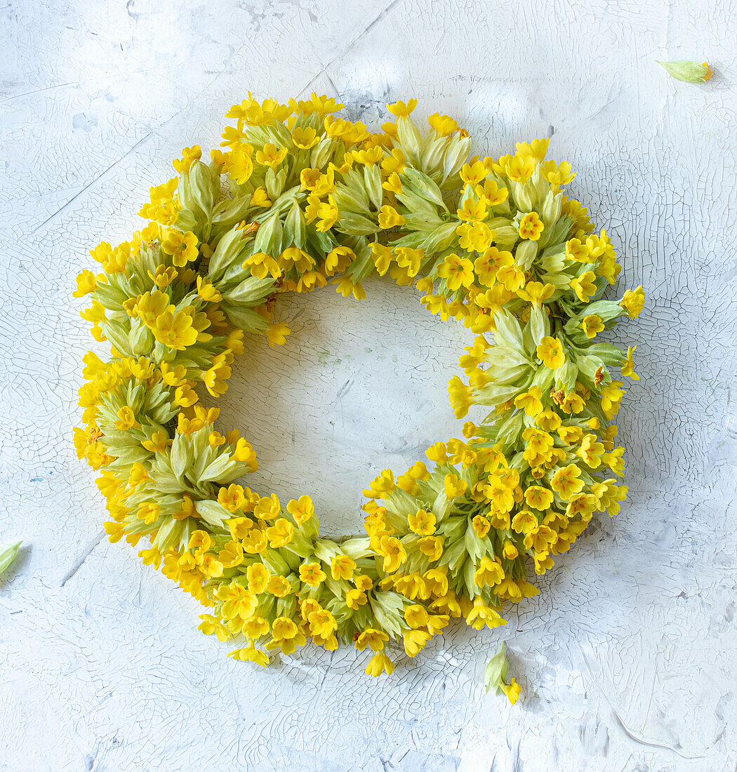 Frühlingskranz mit Schlüsselblumen (Primula veris subsp. veris) auf weißem Beton