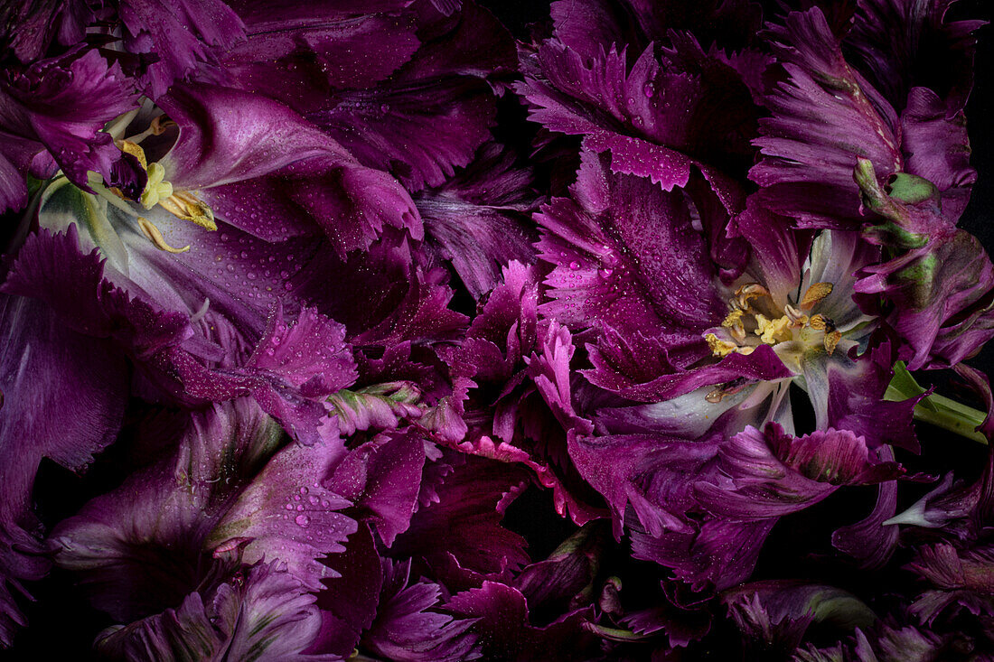 Blütenblätter der Tulpe 'Black Parrot' (Tulipa)