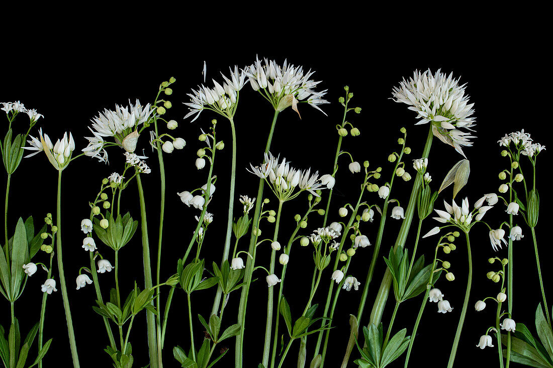 Bärlauch (Allium Ursinum), Waldmeister (Galium odoratum) und Maiglöckchen (Convallaria majalis), einzelne Blüten in Reihe vor schwarzem Hintergrund