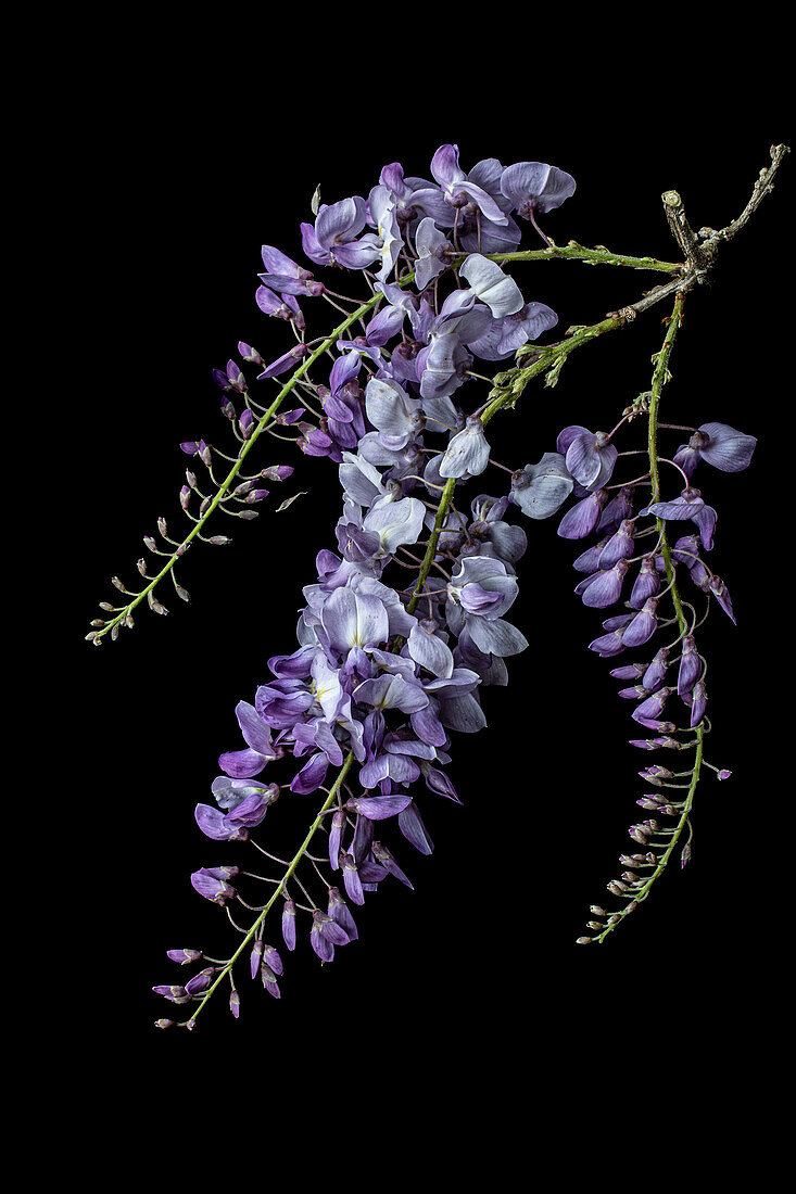 Glyzinienblüten (Wisteria sinensis) vor schwarzem Hintergrund, Blauregenzweig