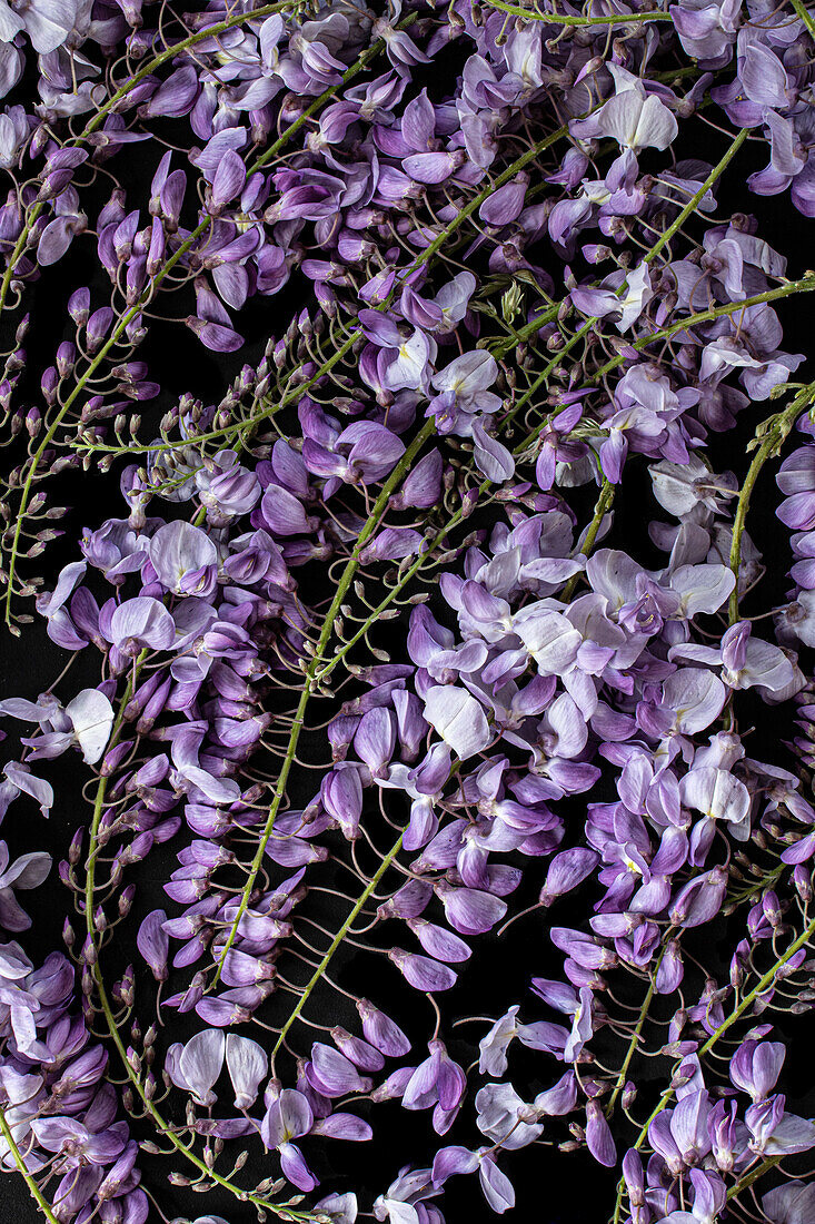 Glyzinienblüten (Wisteria sinensis), Blauregen, Detail