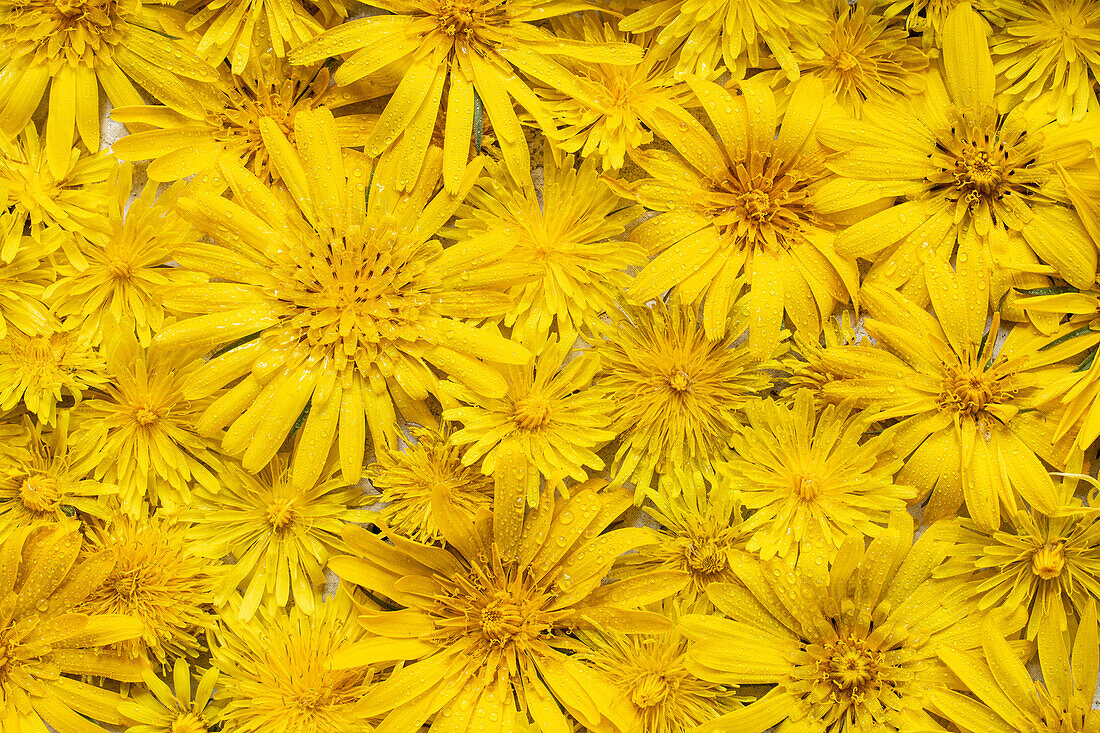 Yellow meadow flowers and asters