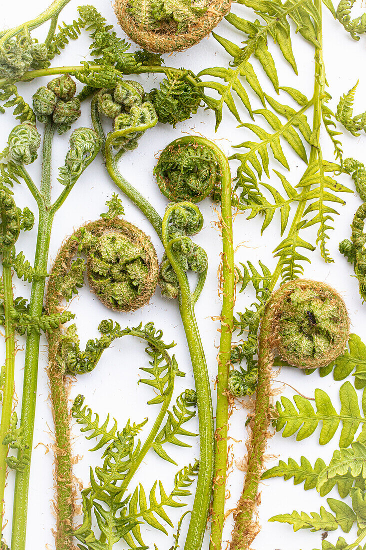 Farn im Austrieb (Pteridium und Dryopteris), close-up, vor weißem Hintergrund