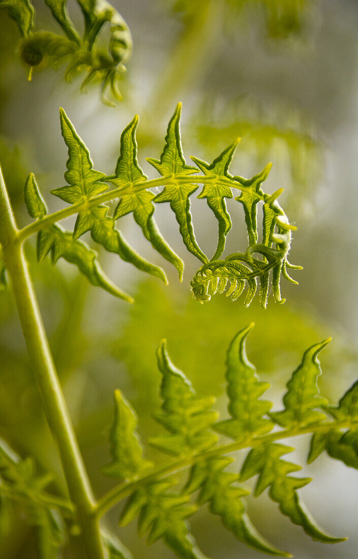 Adlerfarn (Pteridium aquilinum) im Austrieb, Makro