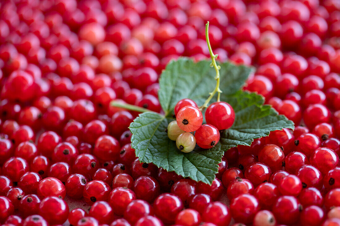 Rote Johannisbeeren (bildfüllend) mit Blatt