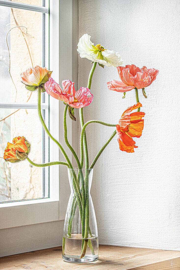 Blüten des Island-Mohn (Papaver nudicaule) in Glasvase auf Fensterbank, Stillleben