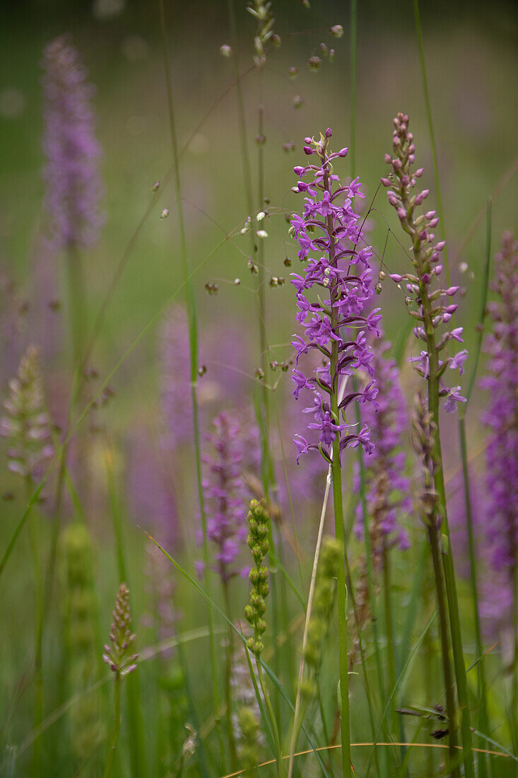 Gymnadenia conopsea, Valmüstair, summer