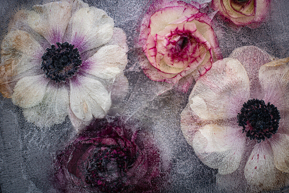 Eingefrorene Blüten der Kronen-Anemone (Anemone Coronaria) und Asiatischer Hahnenfuß (Ranunculus Asiaticus) in Eisblock, Blütenstillleben