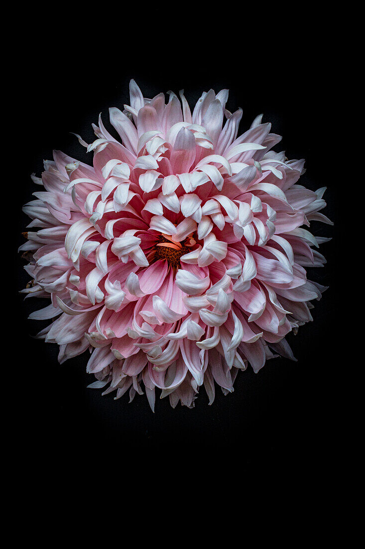 Pink chrysanthemum flower (Chrysanthemum grandiflorum)