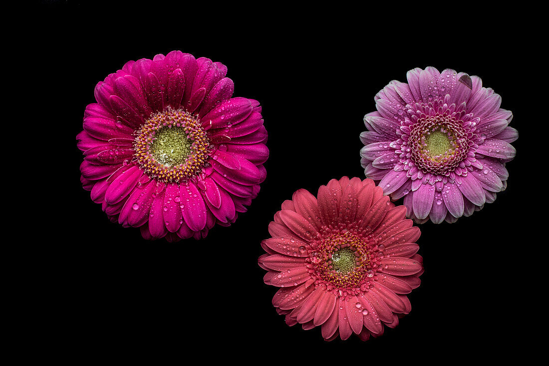 Gerbera flowers, in shades of pink against a black background