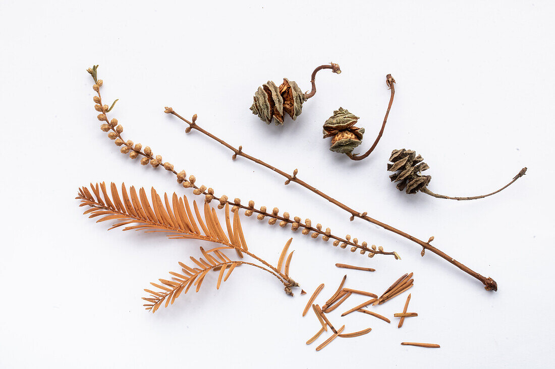Needles, buds and cones of the Chinese sequoia (Metasequoia glyptostroboides)