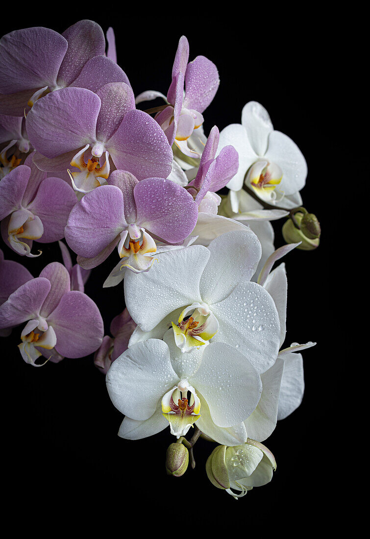 Falter-Orchidee (Phalaenopis), Blüten vor schwarzem Hintergrund, Stillleben