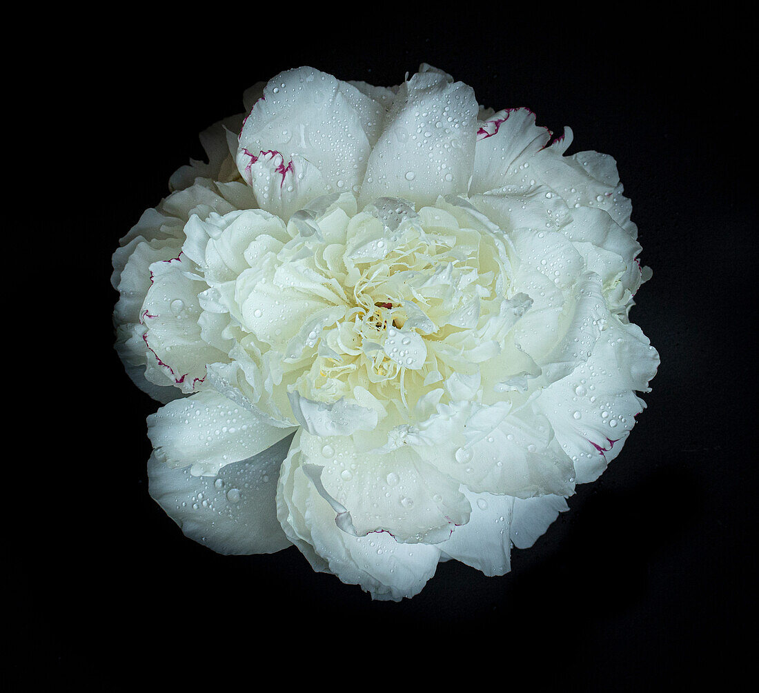 Weisse Pfingstrose (Paeonia lactiflora) 'Festiva Maxima', Blütenkopf mit Wassertropfen, Stillleben vor schwarzem Hintergrund