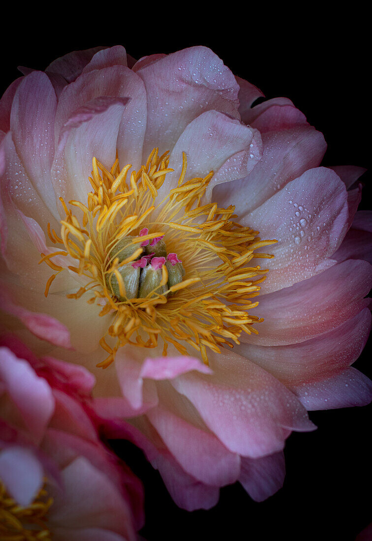 Pfingstrose 'Coral Charm' (Paeonia lactiflora), Makro mit Wassertropfen vor schwarzem Hintergrund