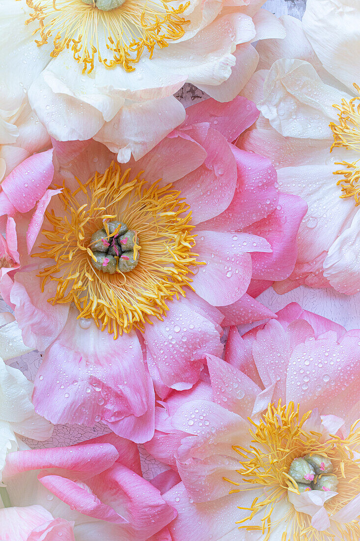 Peony 'Coral Charm' (Paeonia lactiflora)