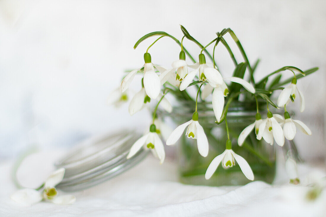 Schneeglöckchen (Galanthus nivalis) in Marmeladenglas, Stillleben