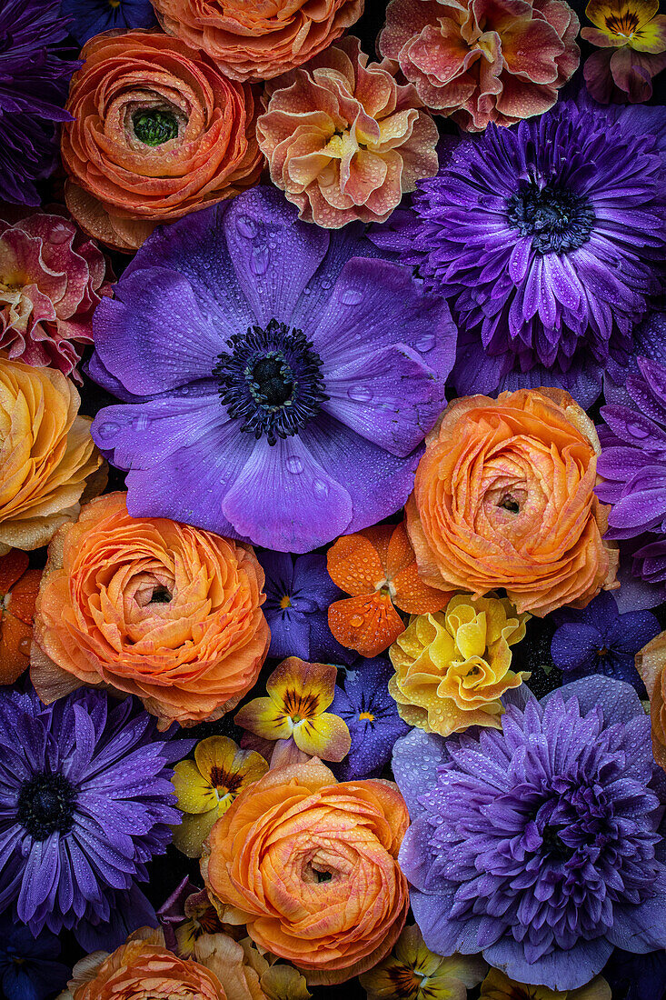 Flatlay in orange-purple - anemone, primrose, pansy and Asian ranunculus