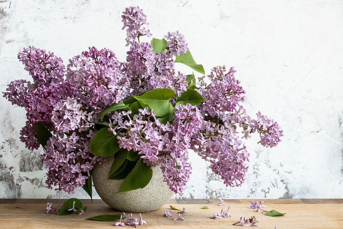 Lila Garten-Flieder (Syringa) als Strauß in Vase