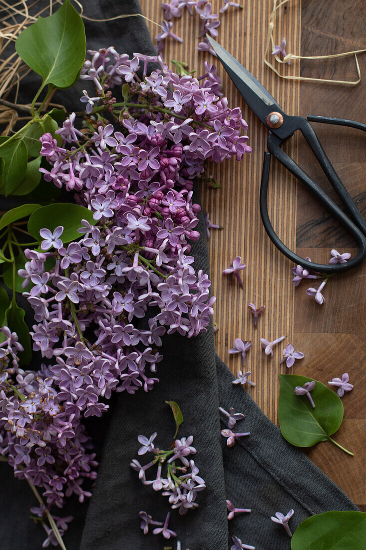 Stillleben mit lila Garten-Flieder (Syringa) auf Holzbrett mit Schere