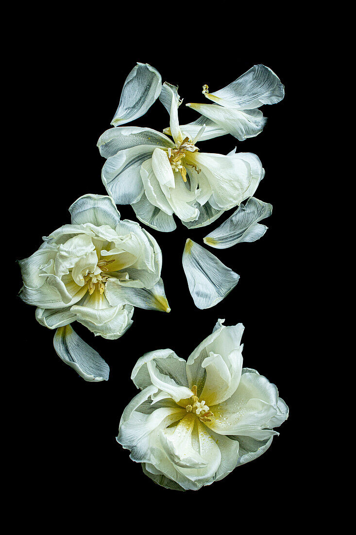 Weiße Tulpenblüten