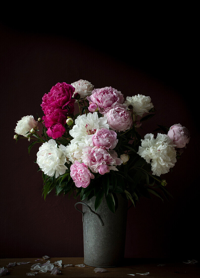 Pfingstrosen (Paeonia lactiflora) in weiß, rosa und purpurrot, Blumenstrauß in Blechkübel vor schwarzem Hintergrund