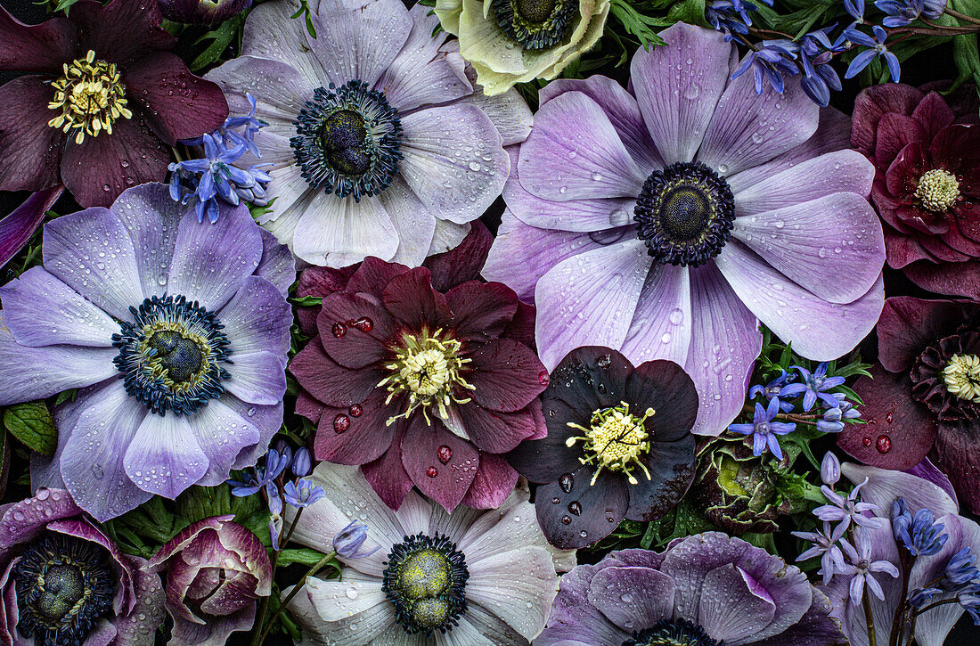 Flatlay mit Christrosen (Helleborus), Blaustern (Scilla) und Kronen-Anemone in blau, weiß, violett und dunkelrot