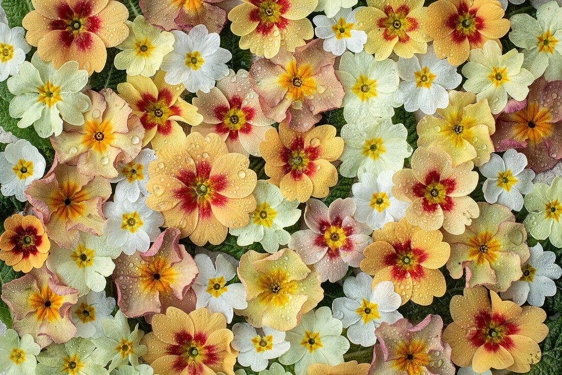 Flatlay mit Kissen-Primel in weiß-orangen Pastelltönen (Primula)