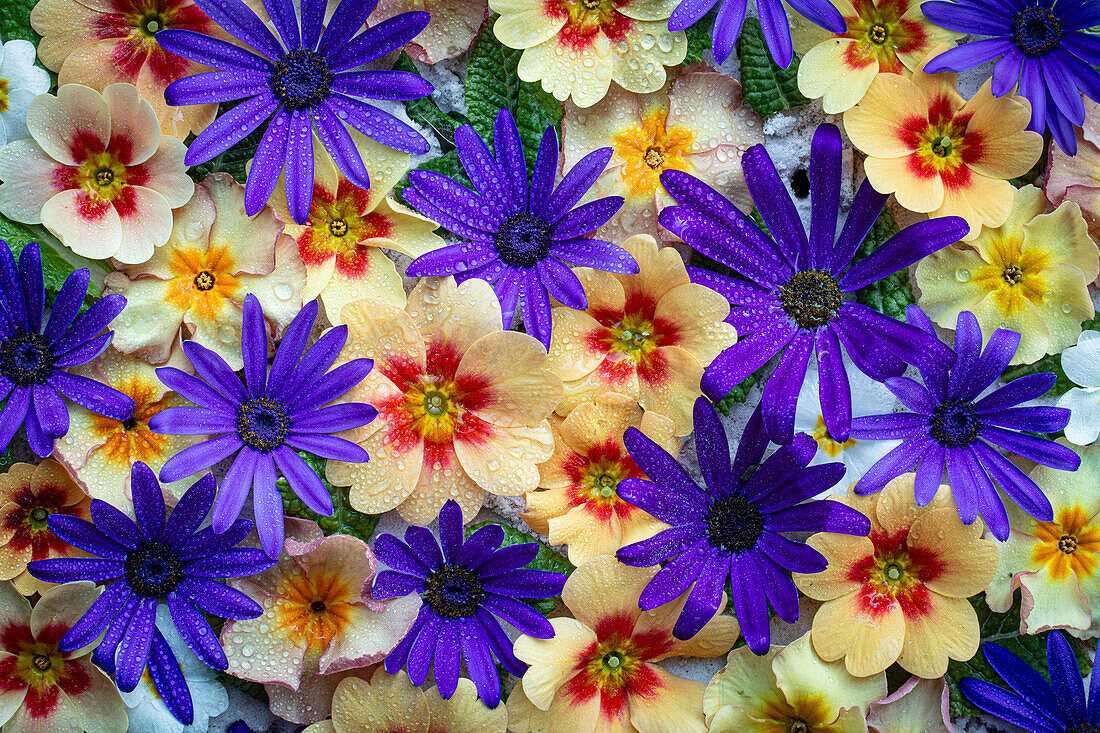 Flatlay mit Kissen-Primel (Primula Cultivars) und Zinerariablüten