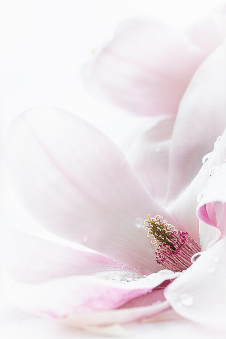 Hellrosa Tulpen-Magnolie (Magnolia x soulangiana), Blütenportrait, Makro der Staubgefässe