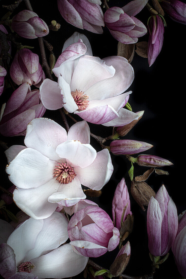 Tulpen-Magnolie (Magnolia x soulangiana), Portrait