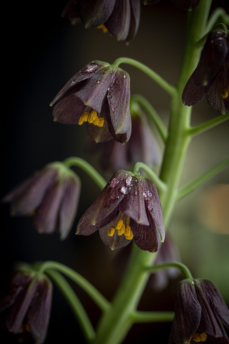 Persische Kaiserkrone (Fritillaria persica), Blütenportrait