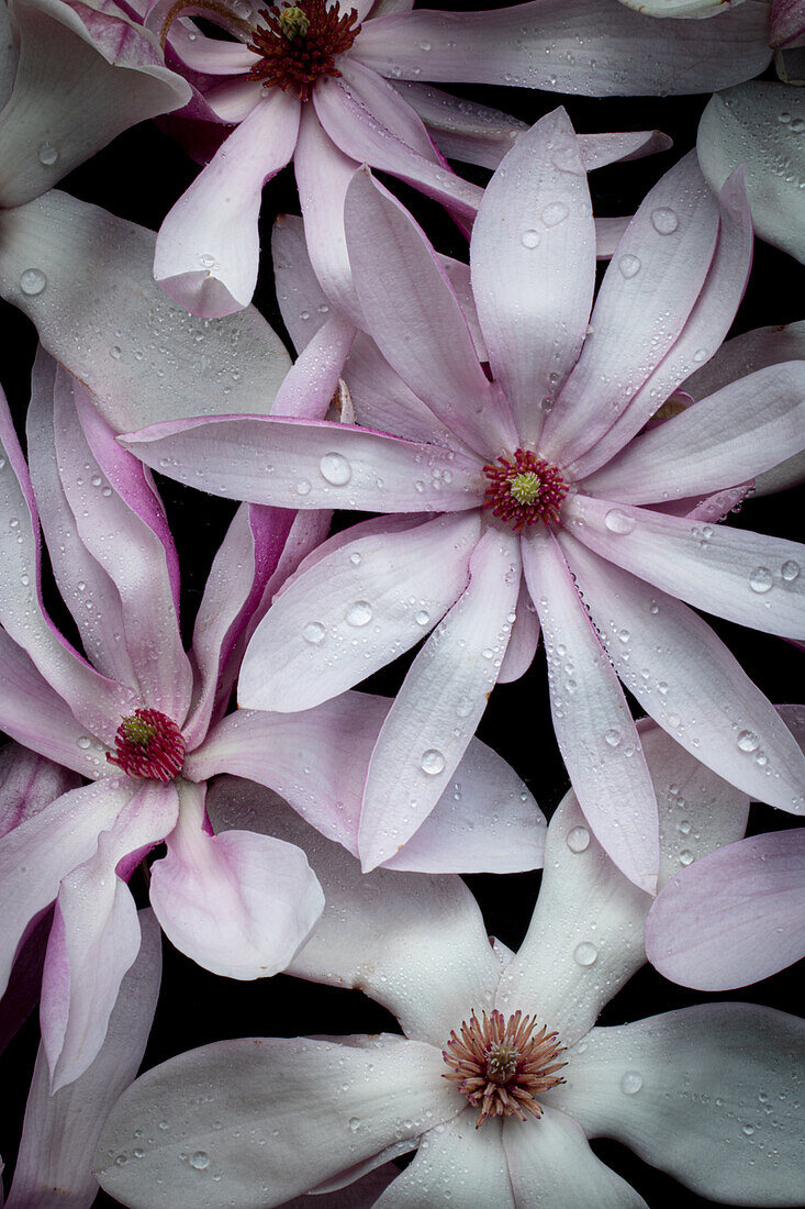 Rosa Magnolienblüten (Magnolia) mit Wassertropfen, Detail