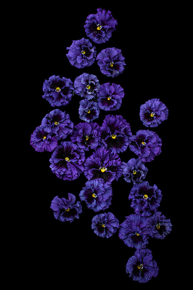 Flatlay mit blauen Stiefmütterchenblüten (Viola cornuta) vor schwarzem Hintergrund