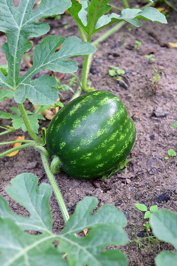 Wassermelone im Garten